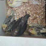 عروس هلندی