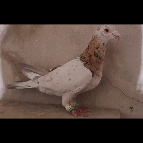 کبوتر زرد هفرنگ