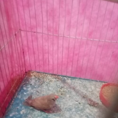 فنچ ماده بالغ و آماده جفت
