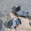 کفتر بهبهانی و پلاکی