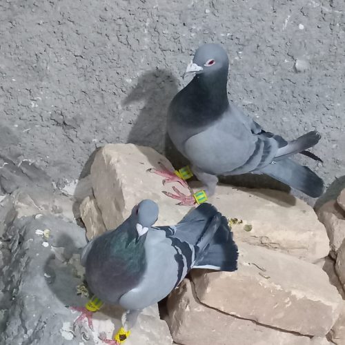 کفتر بهبهانی و پلاکی
