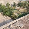 باغ چهاردیواری