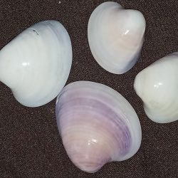 صدف تزیین آکواریوم