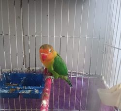 کوتوله ویه جفت مرغ عشق