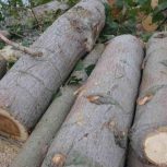 خریدار وقطع انواع چوب درختان