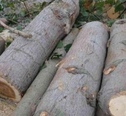 خریدار وقطع انواع چوب درختان