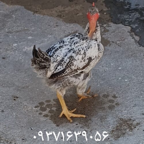 مرغ و خروس محلی صل