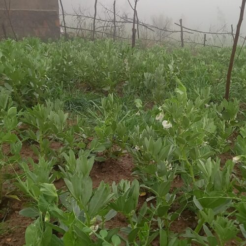 1105متر‌زمین کشاورزی گرگان گلندتاریکی