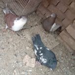 کبوترخوب