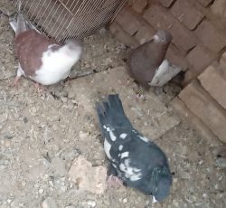 کبوترخوب
