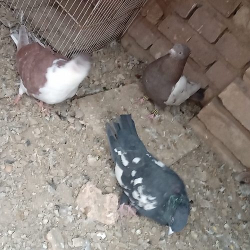 کبوترخوب