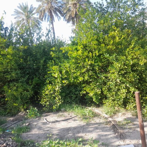 فروش زمین وباغ
