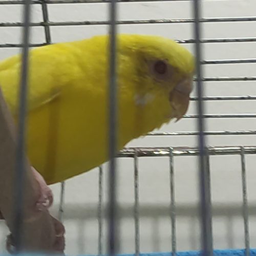 مرغ عشق ماده