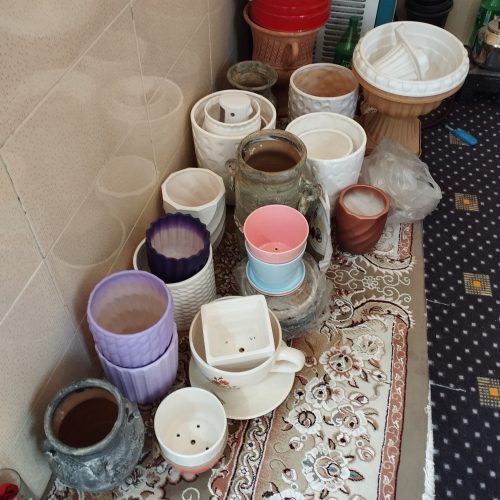 گل و گیاهان آپارتمانی