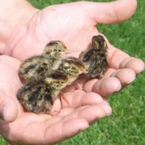 سرمایه‌گذاری بلدرچین