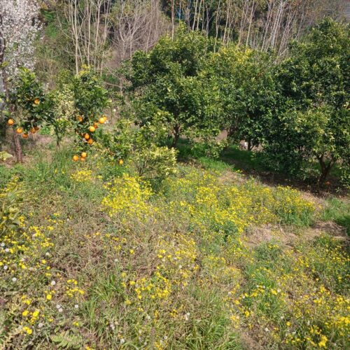 فروش باغ در کنار رودخانه