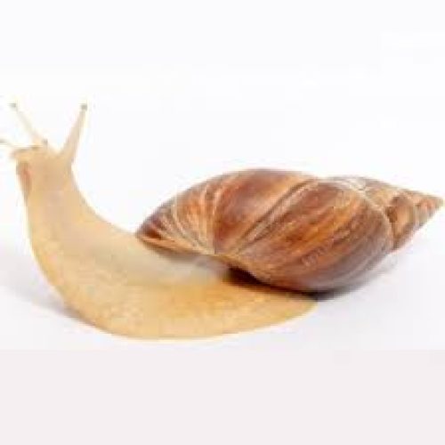 فروش حلزون