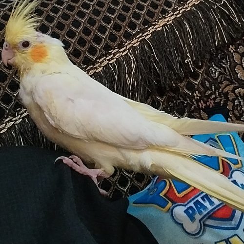 عروس هلندی گمشده