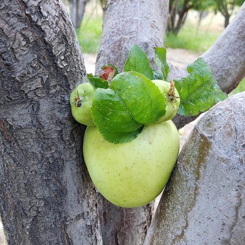باغ