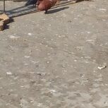 کفتر یا کبوتر