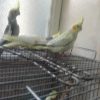 چهار عروس هلندی 2ملیون