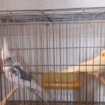 عروس هلندی جفت