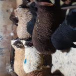 گوسفند زنده بره نر در تهران لویزان برای کشتار