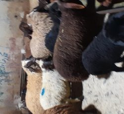 گوسفند زنده بره نر در تهران لویزان برای کشتار
