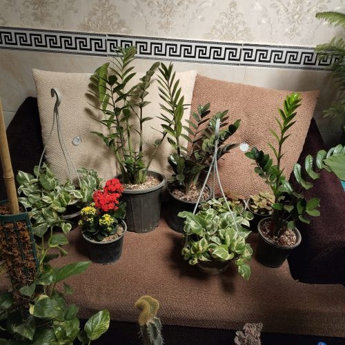 گل و گیاهان آپارتمانی