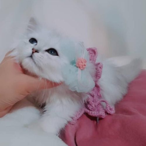 بریتیش سیلور چشم زمردی