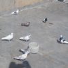 کوبتر