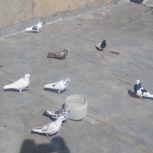 کوبتر