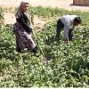 سرکارگر تخصص باغ