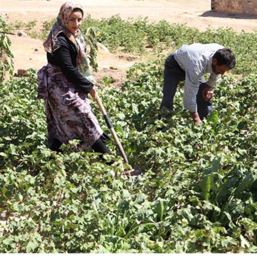 سرکارگر تخصص باغ