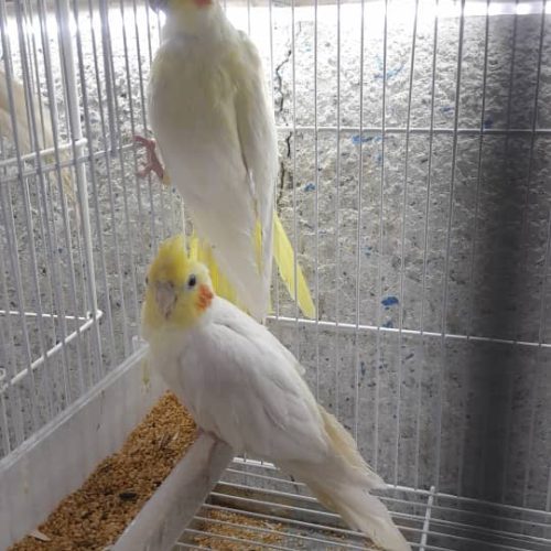 عروس هلندی