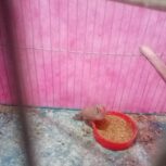 فنچ ماده بالغ و آماده جفت