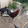 خروس محلی اصل