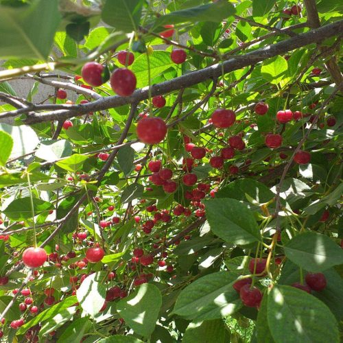 باغ فروشی یا معاوضه