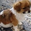 سگ میکس شیتزو اشنیز ماده 15 ماه شناسنامه دار