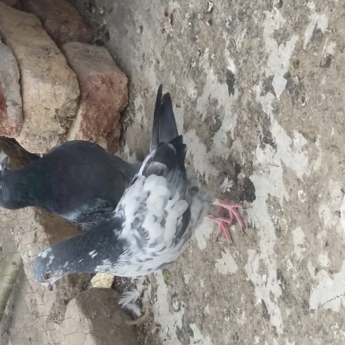 کفتر پرشی ب شرط