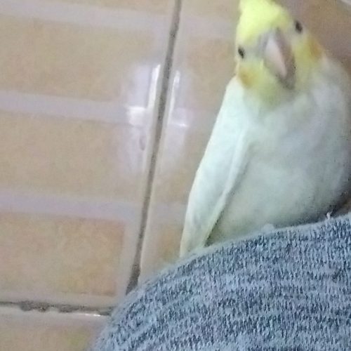 پرنده گم شده
