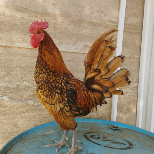 خروس سبرایت