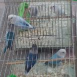طوطی برزیلی کوتوله