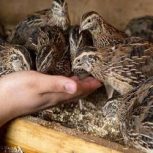 سرمایه‌گذاری بلدرچین