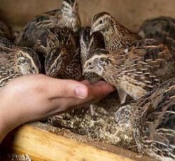 سرمایه‌گذاری بلدرچین
