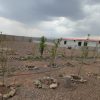 زمین 1000 متری باغچه
