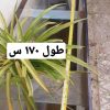 اکواریوم 10 میل بزرگ
