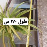 اکواریوم 10 میل بزرگ