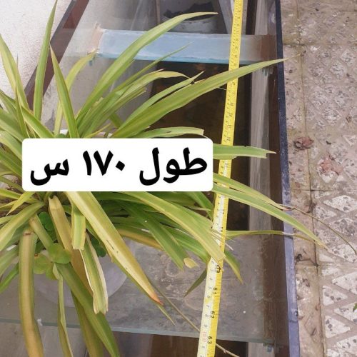 اکواریوم 10 میل بزرگ