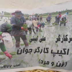 سرکارگر تخصص باغ